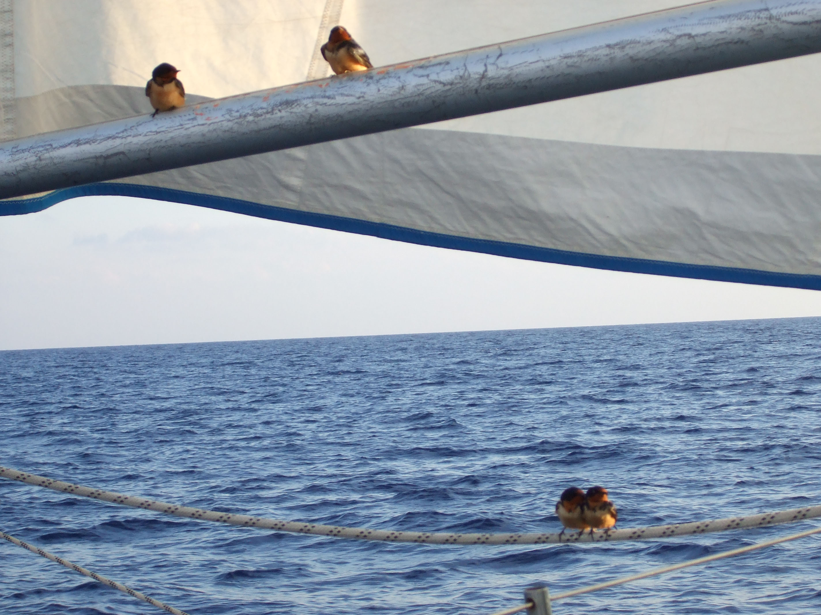 4Zugvogelauf Spinakerbaum2